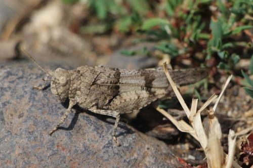 Oedipoda caerulescens caerulescens
